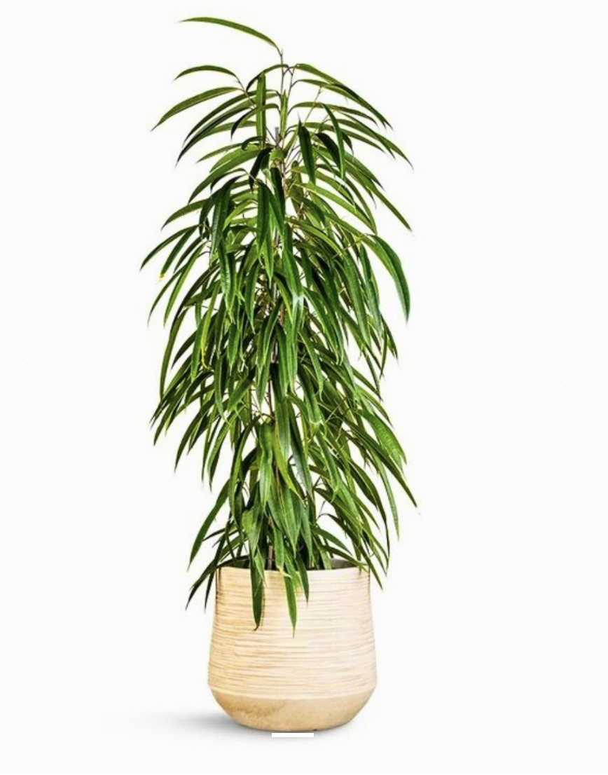 Ficus