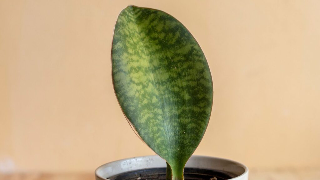 Masoniana